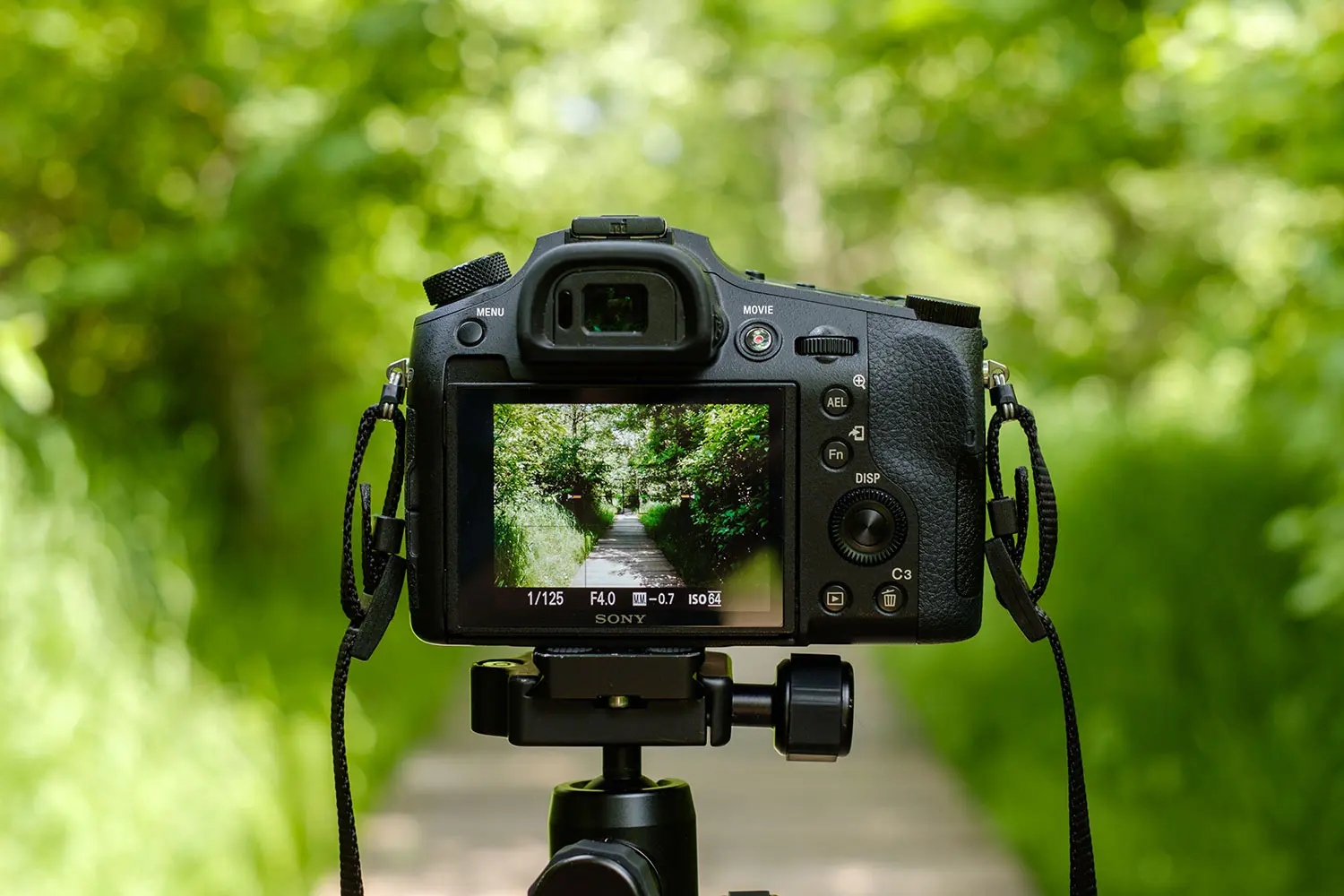 The Best Hybrid Cameras for Video and Photo